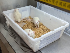動物中心的不鏽鋼操作台上放著一只白色飼育箱，內有三隻白鼠與木屑墊料