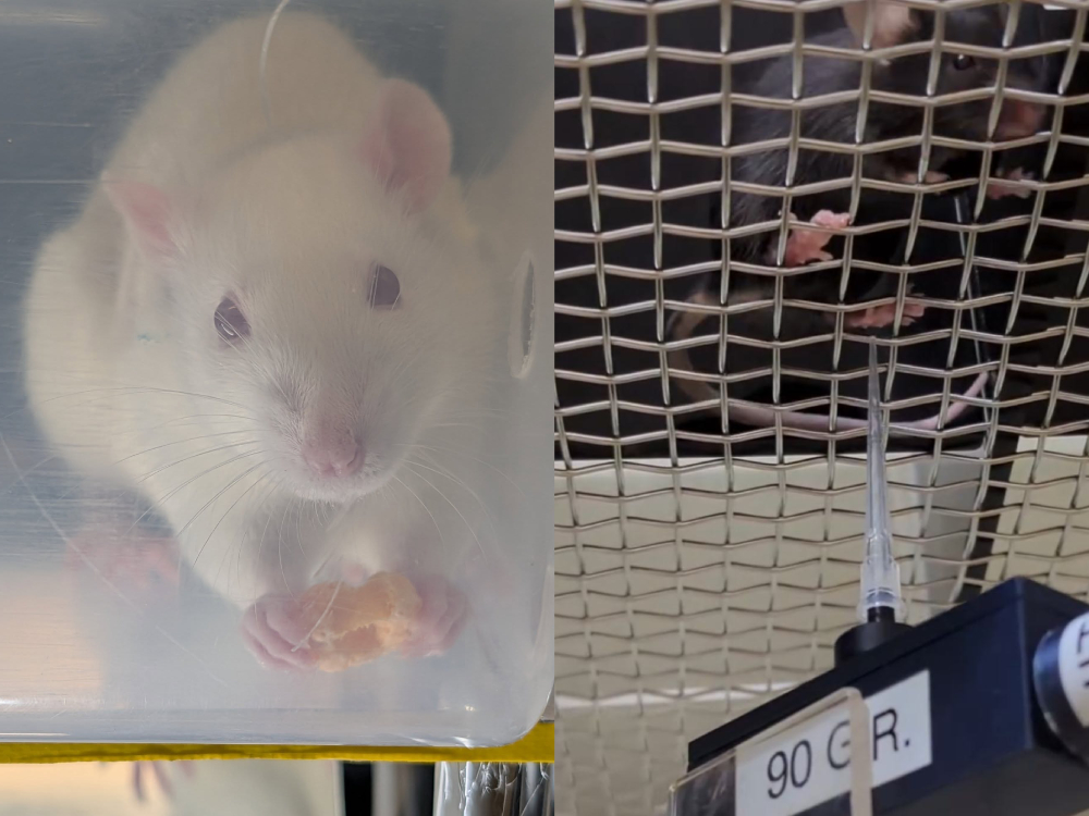 動物照顧與測量