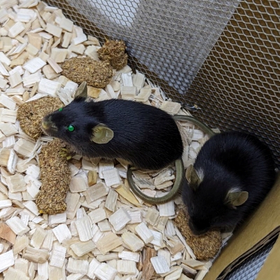 飼育籠內兩隻黑色小鼠與墊料、飼料條